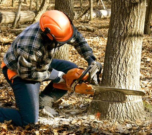 Tree Removal in South Pomfret, VT
